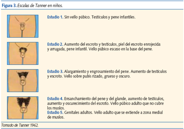 5 etapas de maduración sexual en los preadolescentes