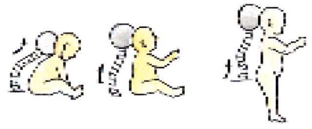 Proporciones Corporales