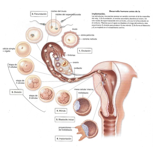 PRIMERA SEMANA DE EMBARAZO