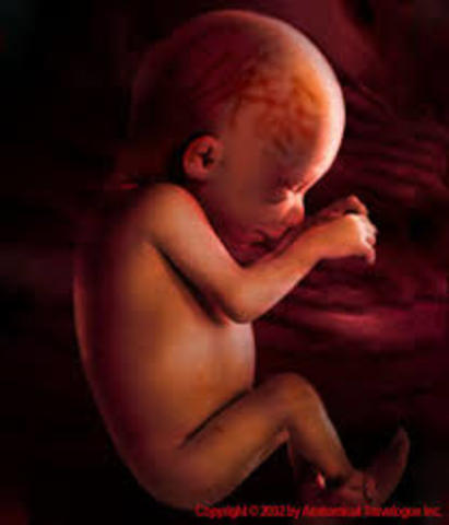 7 Meses, Carcaterísticas internas