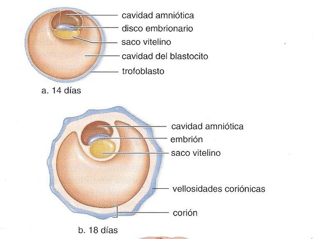 SEGUNDA SEMANA DE EMBARAZO