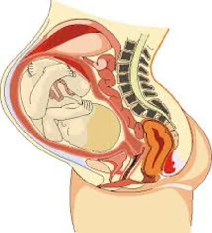 7 Meses, Carcaterísticas externas
