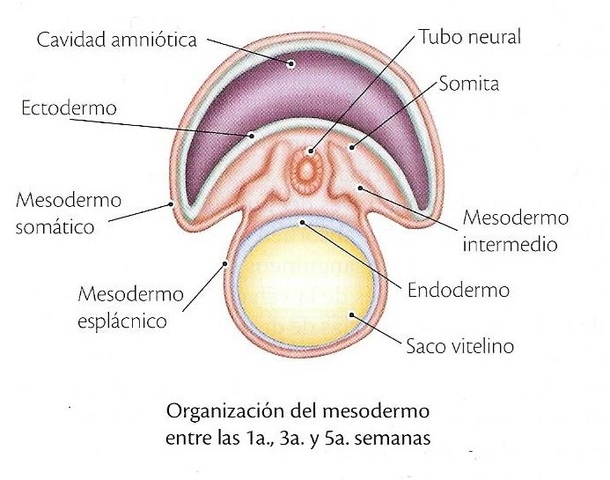 TERCERA SEMANA DE EMBARAZO