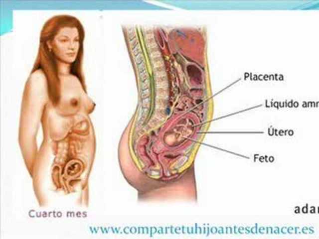 4 Meses, Carcaterísticas internas