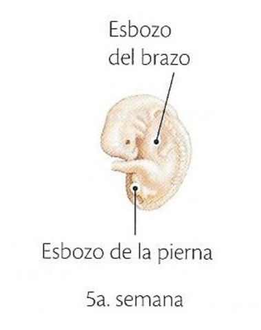 QUINTA SEMANA DE EMBARAZO