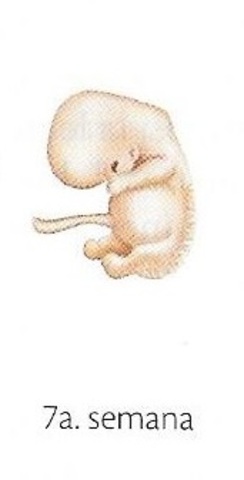 SÉPTIMA SEMANA DE EMBARAZO