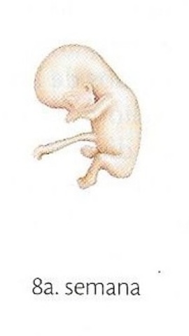 OCTAVA SEMANA DE EMBARAZO