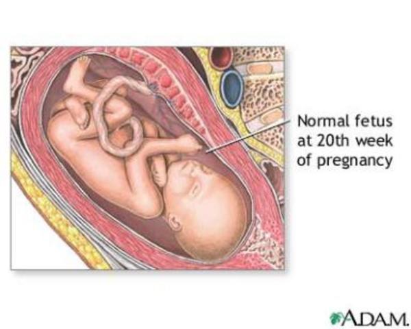 Desarrollo embrionario y fetal