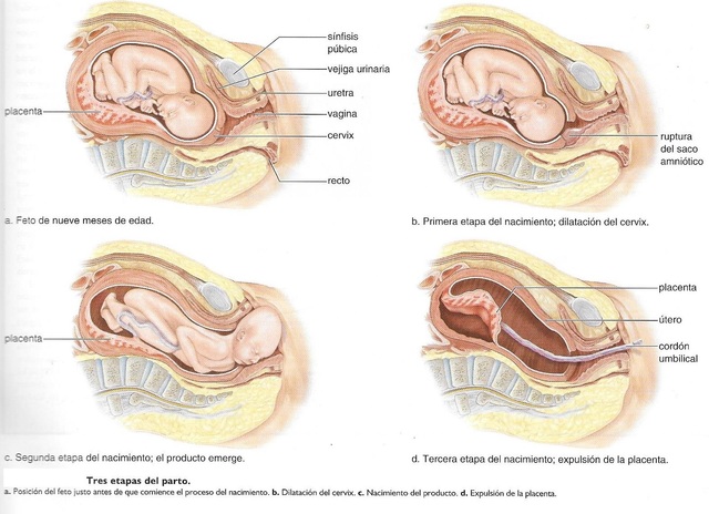 NACIMIENTO DEL BEBÉ