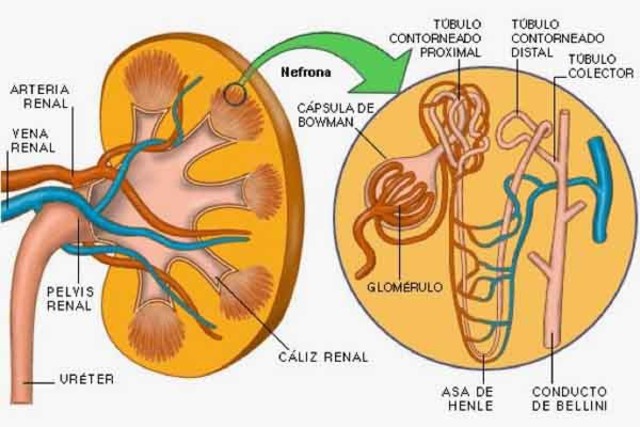 Desarollo de los organos
