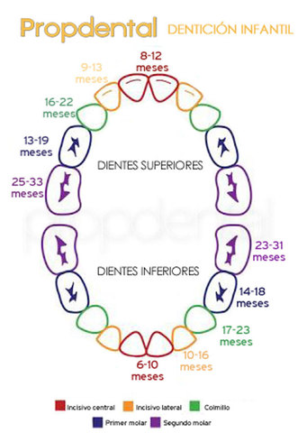 30 meses proporcion corporal: cara