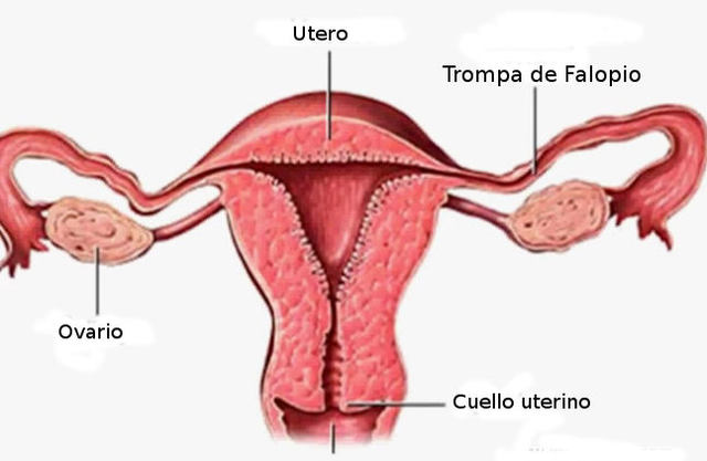 De trompa a cavidad uterina.