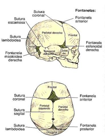 18 meses: proporciones corporales (cabeza)