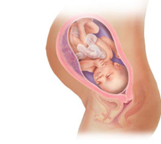 Etapa fetal (de 3 a 9 meses)