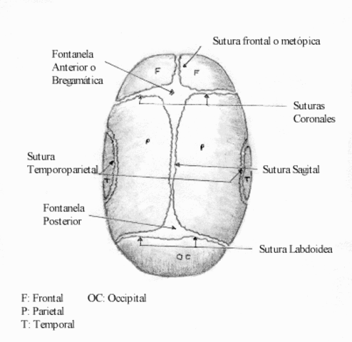 3 meses: proporciones corporales (cabeza)