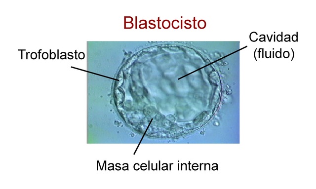 Formacion del Blastocisto