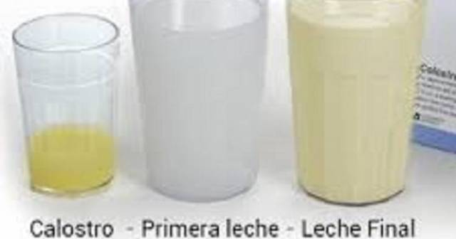 Calostro