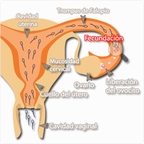 Fecundación.