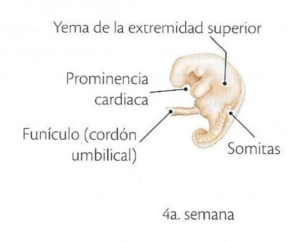 CUARTA SEMANA DE EMBARAZO