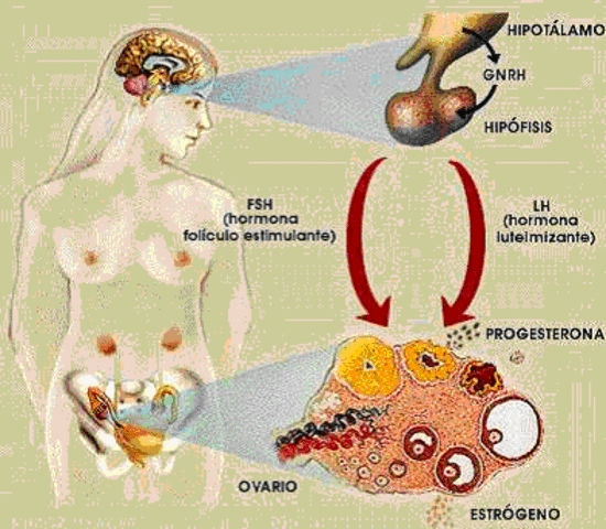Comienzan los cambios a nivel hormonal (niñas, 10mo año)