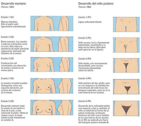 Comienzan los cambios físicos en las niñas (10mo año)
