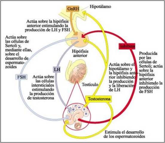 Cominezan los cambios a nivel hormonal (niños 12 años)