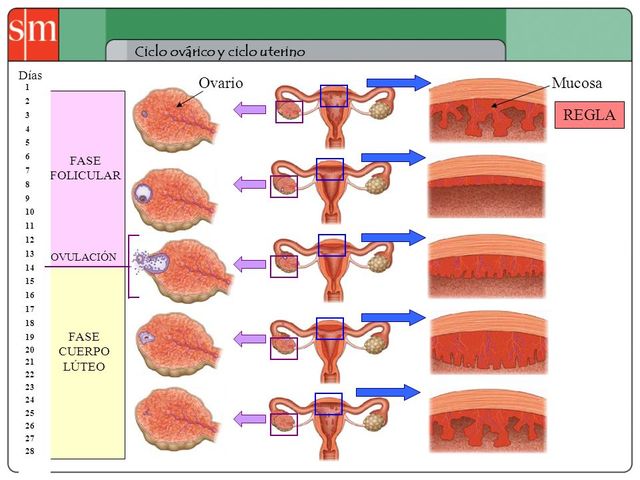 Fase inicial del ciclo menstrual