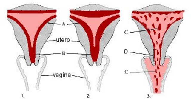Fase final del ciclo menstrual