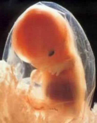 Desarrollo embrionario y fetal