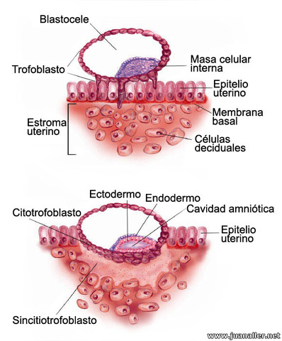 Anidación o implantación