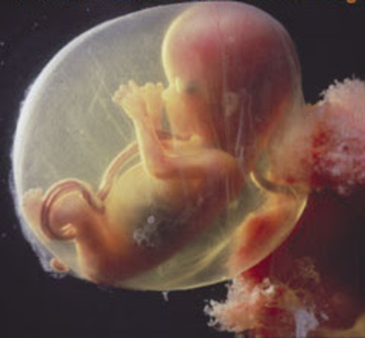 Octava Semana (Segundo Mes)