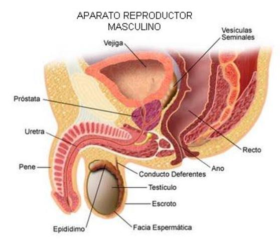 Primera emision seminal