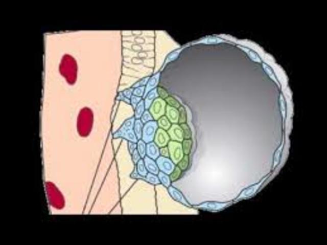 Anidación o Implantación