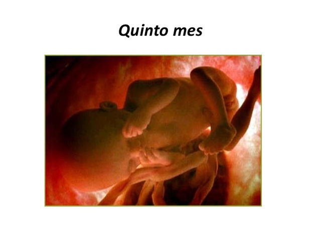 Quinto mes