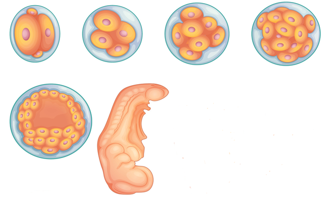 Desarrollo embrionario