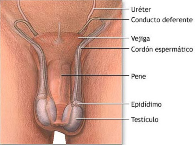 Crecimiento del escroto y de los testiculos