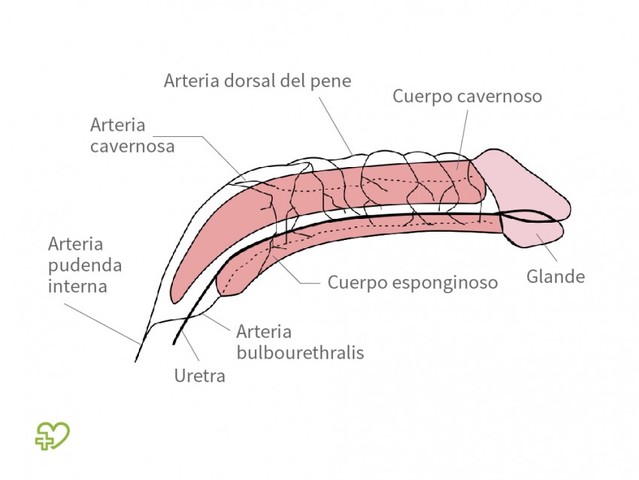 Crecimiento del pene