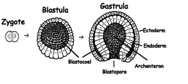 Gástrula