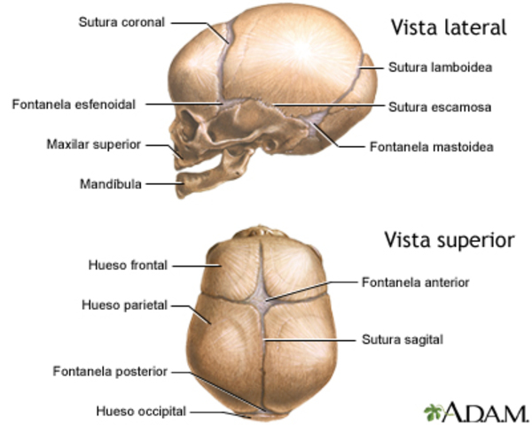 CIERRE DE ESTRUCTURAS CRANEALES