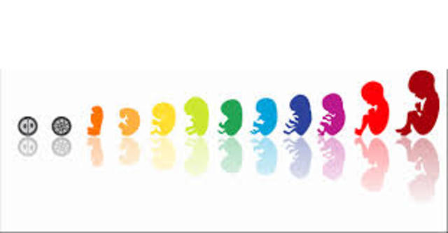 DESARROLLO EMBRIONARIO Y FETAL.