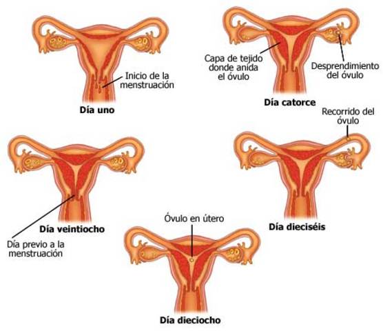 Ciclo Menstrual