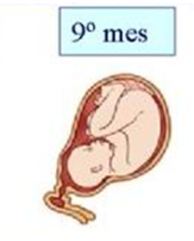 9 mes (NACIMIENTO)