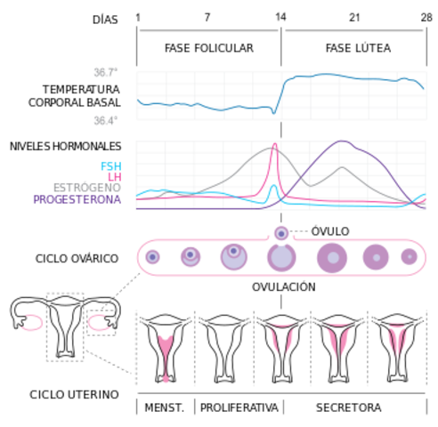 Pubertad. Ciclo menstrual y hormonal. Mujer