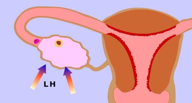 La liberación de los ovarios.