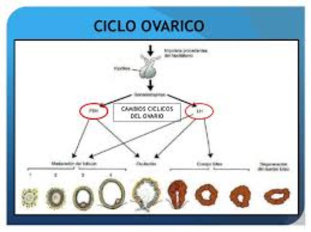 Pubertad. Ciclo ovárico
