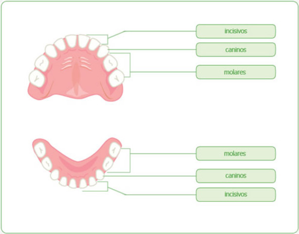 Aparición de dentadura temporal