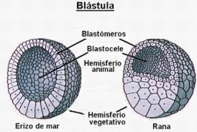 Blastula