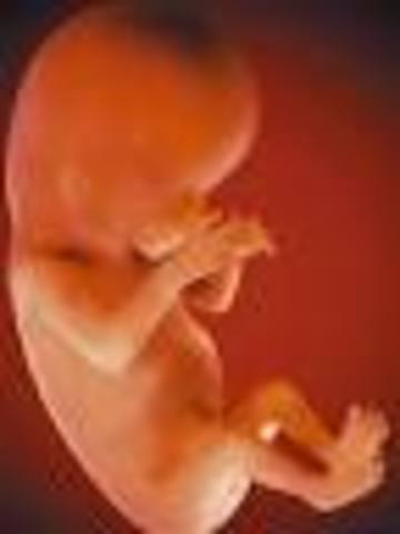 12ª semana (3º mes)