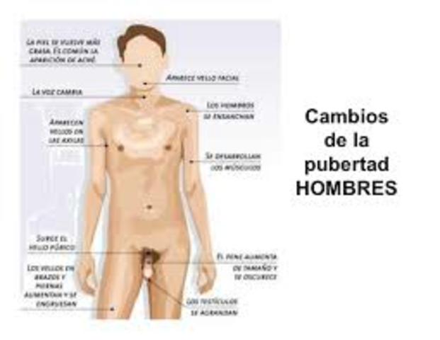 Pubertad en el varón.