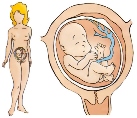 INICIO DEL CICLO VITAL